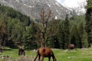 Kashmir budget trip - ponies in mountains of Aru Valley Pahalgam Kashmir