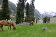 Kashmir budget trip - ponies in mountains of Aru Valley Pahalgam Kashmir