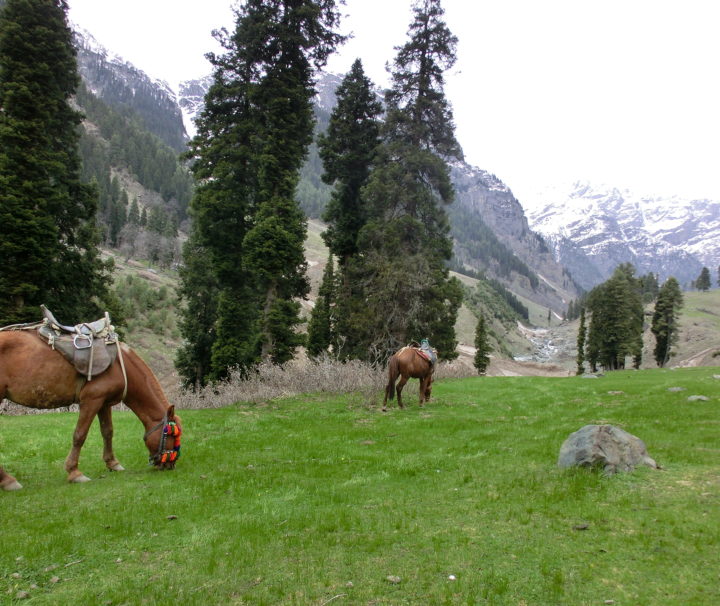 Kashmir budget trip - ponies in mountains of Aru Valley Pahalgam Kashmir
