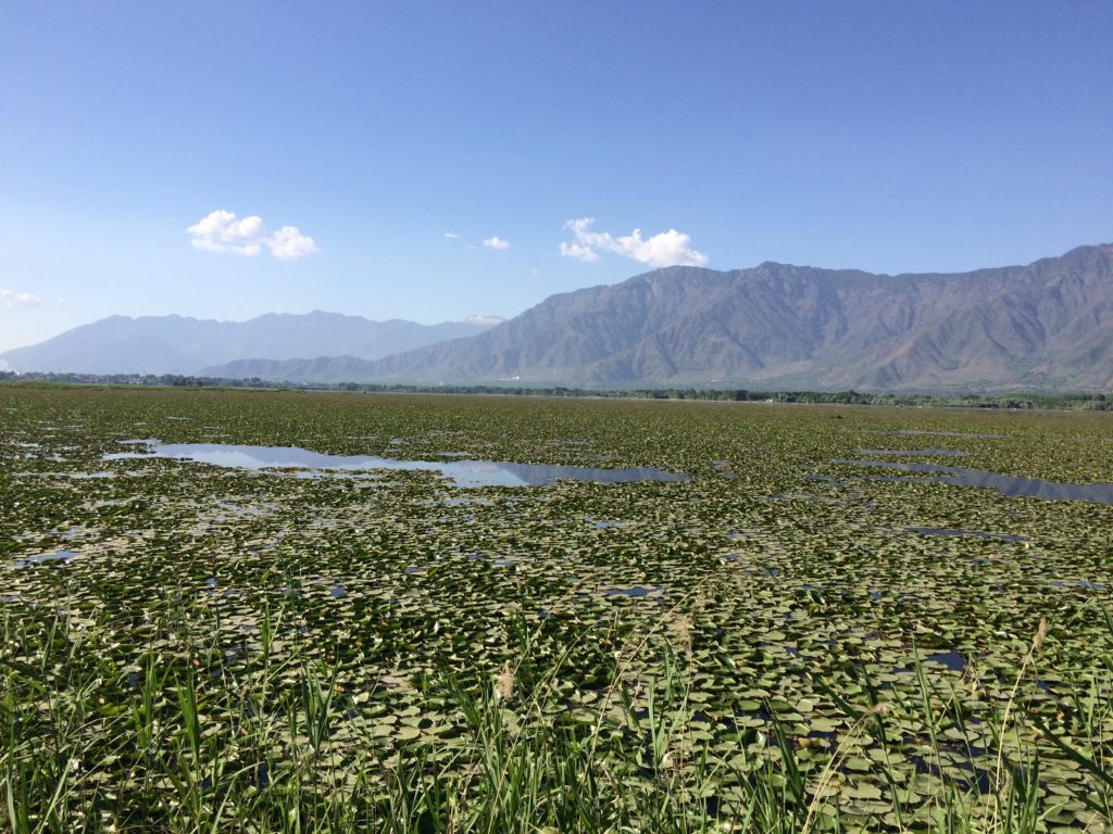 Kashmir at destination srinagar show the beauty of dal lake water Lillies