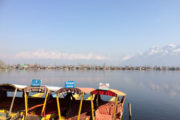 Shikara Boats on the Dal Lake, Srinagar, Kashmir, India