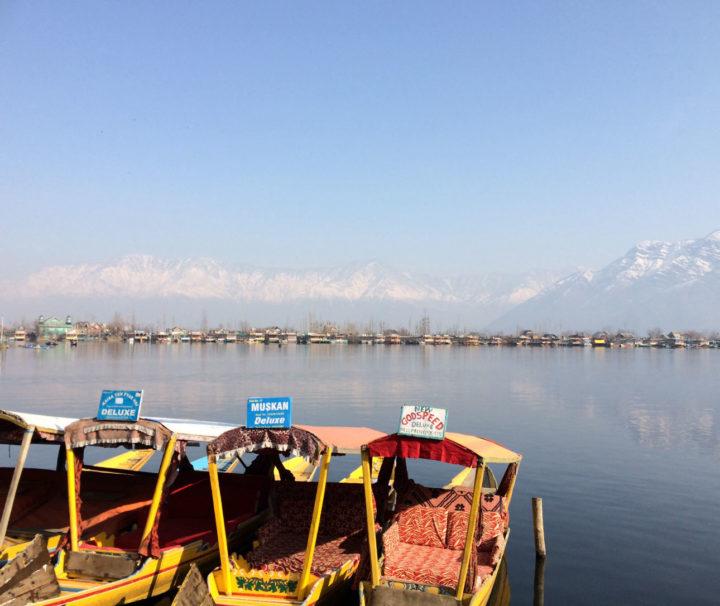 Shikara Boats on the Dal Lake, Srinagar, Kashmir, India