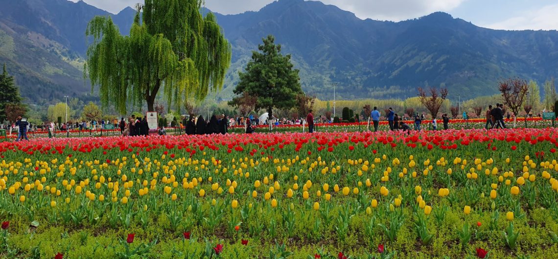 Tulip Garden Srinagar, Kashmir, India