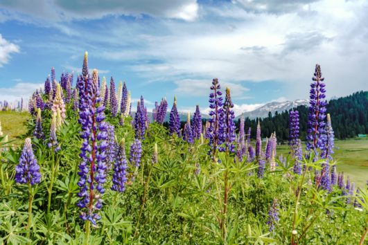 flower meadows in Gulmarg Kashmir India