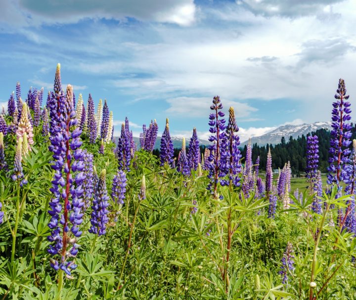 flower meadows in Gulmarg Kashmir India