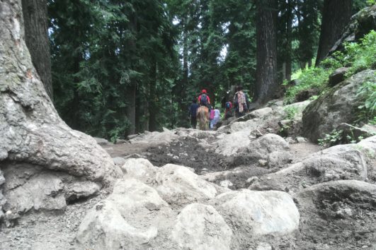 Kashmir trekking - horses on lidderwat trek in Aru Valley Pahalgam Kashmir India